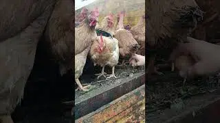 'The Italian Farmer' new video out #regenerative #farming #agriculture #chicken