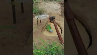 Most Amazing Creative Bird Trap Technology #youtube #short