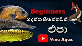 අලුතෙන් මාළු හදන අය හදන්න සුදුසු නැති මාළු වර්ග|@Vinu Aqua|Top 6|Monster fish
