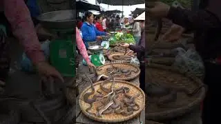 The Incredible Snake Market of Asia! ✨@mfajar88