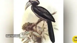 Aarnitoko