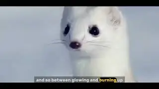 This Adorable Animal is Actually a Deadly Hunter Meet the Stoat