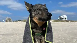 Worlds Best Dog Towel // Introducing our Enzo Dog Towel // Dry your dog off quicker