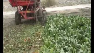 Sugar Beet Harvester.wmv
