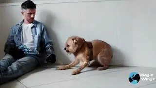 This Aggressive Dog Tried to Bite Me&hellip; Then Everything Changed