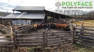 THE SECRETS TO SORTING CATTLE With Polyface Farm
