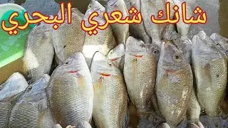 سمج البصرة البحري ومعلومات عن السمك والأسعار واحلى افلوك#سمج البحري واطيب سمج#