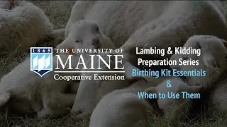 Lambing and Kidding Preparation Series: Birthing Kit Essentials and When to Use Them