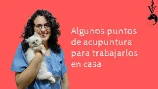Puntos de acupresión en el perro y el gato