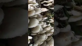 Shelf fungi and flies