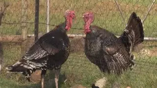 Happy Thanksgiving! (Thanksgiving Greeting)