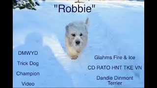 Robbie Dandie Dinmont Terrier Trick Dog Championship