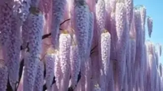 🌸🌿 Beautiful relaxing calm music 🎶 piano & guitar lovely blooming trees with birds 🐦✨