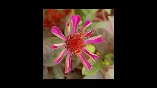 @hobbies channel🤗Zinnia flower's