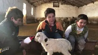 Kars’ın Arpaçay  ilçesine Bağlı Tepecik köyünde çocuklar kuzuları biberonla besliyor