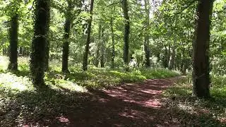 Forest Wind Sounds 🌲🍃 Continuous Nature Ambience for Deep Relaxation, Sleep & Focus