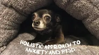 Pet Doc Donna's holistic approach to helping your pet's anxiety and PTSD