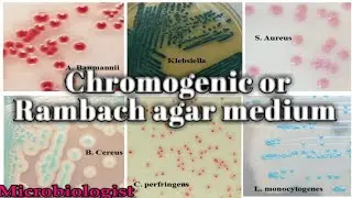 Chromogenic or Rambach agar medium: culture media lecture 25
