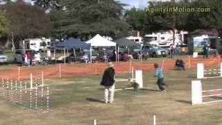 Kai and Juliet AKC Dog Agility EX B JWW Australian Shepherd Madera, Ca Nov 2011