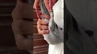 calus janseen blood line racer pigeon