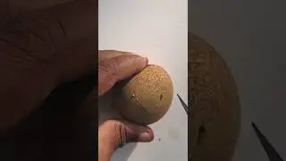 Village fruit cutting #cuttingart #fruitchopping #redefiningcutting #fruitcutting #fruitslicing
