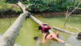 Agricultural vehicle transporting wood was quite dangerous when the girl cutting the tree fel