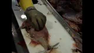 How to Fillet: Orange Roughy - Tips and Techniques by Knifetechnz