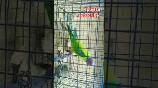 क्या आप को पता है तोते की चोंच mithu7 kavitabunkar998 nzbillu5541 #talkingtom  maheshku...waha3063