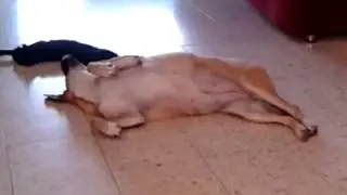dog&cat