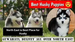 Husky Puppies in Guwahati 🐾 Assam and North East Delivery 🚚