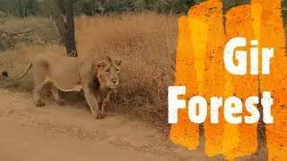 Close encounter with a Lioness and Lions in Gir Forest