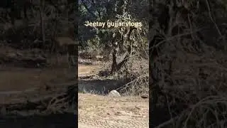 wild life#nature #wildlife #trending #tiger #shorts #viralshorts #reelitfeelit #youtube #jeetaygujja