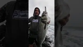 ROBALOS ao SPINNING! #topwater #robalo #seabass