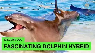 Wild Fact | Wholphin, Where They Come From? | Wildlife Documentary
