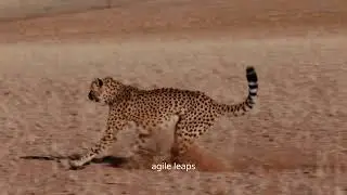 Wildlife of the Sahara Desert: Nature&rsquo;s Toughest Survivors