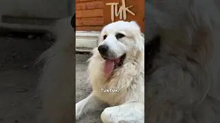 Great Pyrenees on Ice! How to Keep your Dog COOL in the Alaskan Summer Heat! 🥵