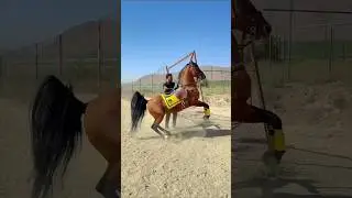 Trained Arabic Horse in Mood ❤️🐎 #horse #riding #viralshort #foryou