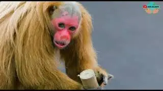 Kel Aukari hayvani