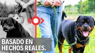The natural method that calms anxious dogs - created by a former banker who lived in the Peruvian...