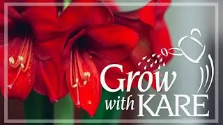 Grow with KARE: Holiday plants that are toxic to pets