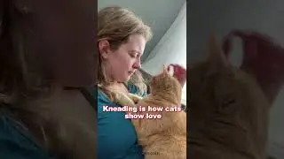 why your cat knead you,?