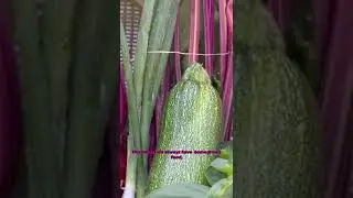 Did you know cold season vegetables?