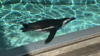 Awesome penguin photos from the Denver Zoo Conservation Alliance 