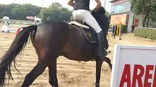 Horse Jumping Show At APRC delhi