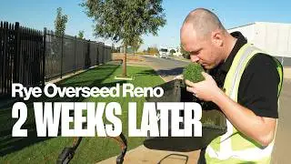 Ryegrass Overseed Reno | 2 Weeks Progress