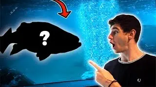 The LARGEST Fish I've EVER seen...