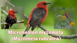 The Micronesian Myzomela: A Pollinator of Paradise 🌺