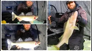 Catching TONS of Early Ice Fishing Walleyes!