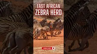 The East African Zebra Herd | Gallop Through Semi-Desert Grassland