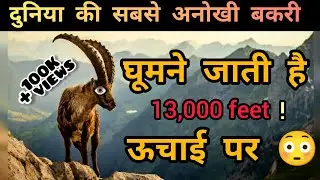 बकरीया देती है Gravity को चुनौती | Alpine Ibex Goat